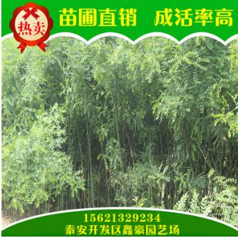 大量出售國槐樹 苗圃直銷供應(yīng)規(guī)格多國槐苗 長期熱銷供應(yīng)國槐