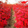 批發進口紅楓種子 美國紅楓種子 日本紅楓種子 正宗紅楓種子