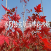 直銷花木 紅楓小苗 美國改良紅楓 北美紅楓 園林綠化苗木