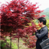 批發紅楓小苗 園林綠化苗木 現貨充足 紅楓工程苗 規格齊全