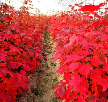 批發(fā)進(jìn)口紅楓種子 美國(guó)紅楓種子 日本紅楓種子 正宗紅楓種子
