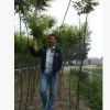 自家苗木20公分國槐