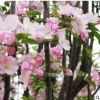 高桿西府海棠 垂絲海棠 北美海棠樹苗 綠化苗木庭院風景小花苗