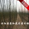 國槐苗 國槐小苗 優(yōu)質(zhì)速生國槐小苗 用于苗圃栽植 成活率高