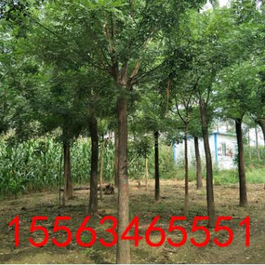 15公分原生國槐截頭發帽供應各種規格國槐 8公分10公分12公分國槐