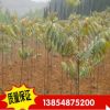 供應優(yōu)質(zhì)香椿樹 紅油六號香椿樹樹 批發(fā)香椿樹樹 果樹樹木