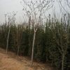 山東批發(fā)北海道黃楊小苗 北海道 北海道黃楊 易成活.看貨起苗