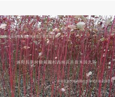 供應(yīng)紅瑞木 紅麻球叢生灌木--綠化苗木
