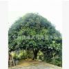 供應(yīng)桂花樹15公分18公分20公分25公分(圖) 八月桂花 精品桂花樹
