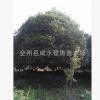 供應(yīng)20cm25cm分支0.3至2米桂花樹(圖) 大桂花樹 八月桂花樹