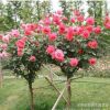 庭院園林觀賞月季花 樹狀月季 高桿月季單桿月季 當年開花