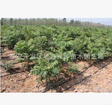 華興苗木場(chǎng)供應(yīng)紅油香椿1.2公分、1.5公分、2公分香椿 香椿價(jià)格