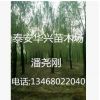 基地出售 20公分、25公分、15公分垂柳 垂柳價格