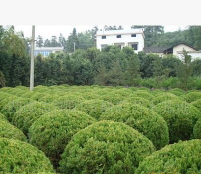 供應精品龍柏球冠幅80-110CM和各種規格的龍柏小苗