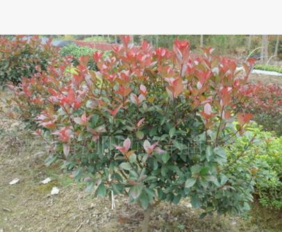 供應3公分桂花小苗，八月桂花，桂花樹，金桂，八月桂花