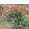 供應3公分桂花小苗，八月桂花，桂花樹，金桂，八月桂花