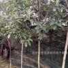 咸安基地供應優質金桂樹苗 綠化工程桂花小苗