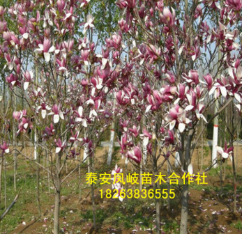 鳳岐合作社出售3公分玉蘭樹(shù) 3公分紅玉蘭樹(shù) 黃玉蘭價(jià)格