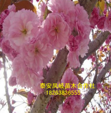 基地批發(fā)櫻花樹(shù) 櫻花樹(shù) 規(guī)格齊全 信譽(yù)好 櫻花批發(fā)
