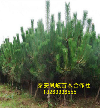 面向全國(guó)出售黑松樹(shù) 批發(fā)零售優(yōu)質(zhì)黑松 量大從優(yōu)黑松樹(shù)來(lái)電咨詢
