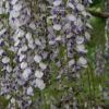 基地直銷優質 紫藤苗 庭院 花園 園林工程專用紫藤花 綠化苗木