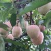 紅將軍蘋果樹苗 苗圃苗現(xiàn)挖 矮化品種果樹苗 甜脆多汁 抗寒抗旱
