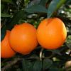 特價(jià)果樹苗木 橙子樹苗葉橙皮薄肉細(xì),特別芳香2年苗