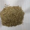 批發黑麥草草坪種子 黑麥草種子包發芽量大從優