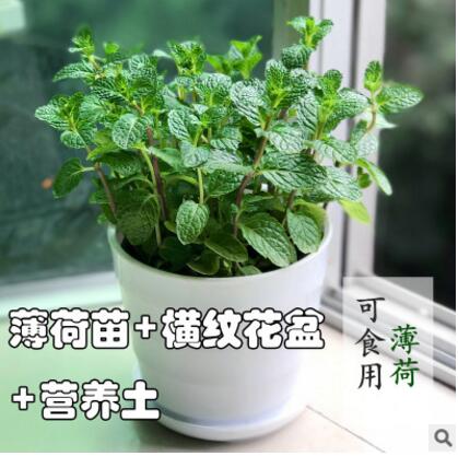 檸檬薄荷苗 淡香食用型 泡茶調(diào)酒烹飪凈化空氣吸甲醛綠植