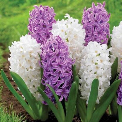 風(fēng)信子種球辦公室內(nèi)桌面水培植物水養(yǎng)花卉盆栽百合 水仙花