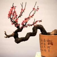 梅花盆栽如何修剪更利于生長呢
