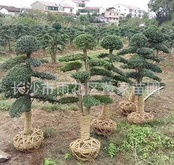 小葉女貞造型樹+景觀樹+風景樹10-15公分小葉女貞樁價格批發(fā)
