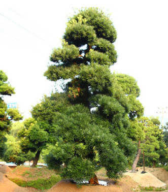 批發綠化造型羅漢松 庭院綠化景觀樹 盆景 園藝場直供