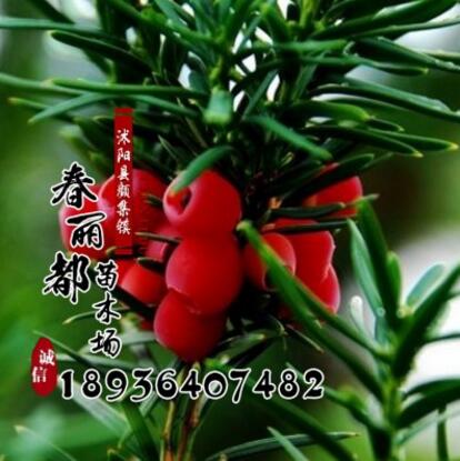 低價批發(fā)1-3年生 南北方抗癌植物 曼地亞 紅豆杉苗 耐寒冬