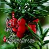 低價批發(fā)1-3年生 南北方抗癌植物 曼地亞 紅豆杉苗 耐寒冬
