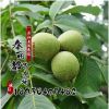 香玲核桃樹苗 品種齊全 批發(fā)果樹苗 嫁接核桃苗 3年結果苗