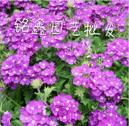 美女櫻 灌木花卉 園林綠化 常綠喬木 水生植物 水生花卉