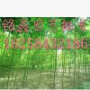 青竹銘鑫園藝批發(fā) 水生植物 水生花卉 花卉植物批發(fā). 綠化工程