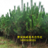 面向全國出售黑松樹 批發零售優質黑松 量大從優黑松樹來電咨詢