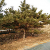 基地直銷園林綠化苗木黑松樹苗，黑松造型盆景，15公分黑松價格。
