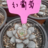 生產批發 室內盆栽花卉綠植 多肉迷你紅葡萄植物 小盆花卉