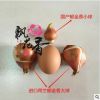 郁金香花苗 郁金香種球水養(yǎng)土培郁金香盆栽