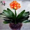 批發(fā)君子蘭 君子蘭小苗陽(yáng)臺(tái)植物室內(nèi)高檔盆栽盆景君子蘭花