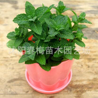 批發(fā)檸檬薄荷苗 盆栽食用綠薄荷草 吸毒草 驅(qū)蚊草香草植物