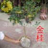 批發桂花 當年開花 桂花樹苗 室內盆栽花卉