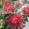菊花盆栽庭院陽臺植物花卉綠植菊花苗帶花苞 九月菊大花