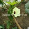 散裝蔬菜種子黃.紅 秋葵種子 補腎菜 羊角豆