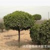 高桿冬青球黃楊球狀冬青樹四季常 做籬笆大葉黃楊苗耐寒植物