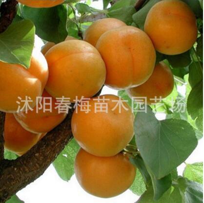 水果樹苗嫁接杏樹苗珍珠油杏樹南方北方地栽北方杏子樹苗