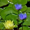 睡蓮種苗 觀賞花卉水生植物批發(fā) 睡蓮根塊 顏色品種齊全